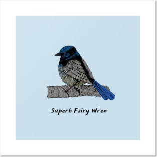 Superb Fairy Wren Posters and Art